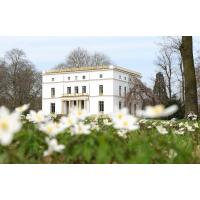 1590_2033 Waldannemonen auf einer Wiese im Jenischpark beim Jenischhaus. | 